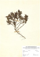 藏品(高山白珠樹)的圖片